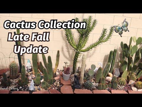 Blooming Cacti and Backyard Updates: A YouTuber's Plant Journey