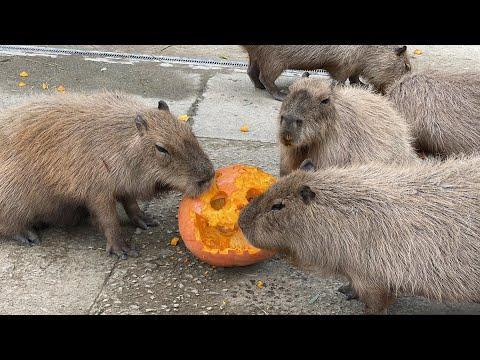 2023カピバラのハロウィン🎃 - 驚くべきかぼちゃ冒険！