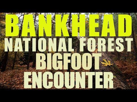 Unveiling the Mysteries of Bigfoot Encounters in Bankhead National Forest