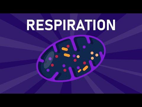 The Importance of Aerobic Respiration for Energy Production