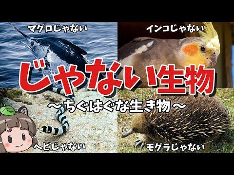 ちぐはぐな生き物8選：名前と分類が意味不明な生物の驚きの事実