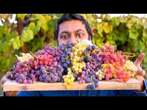 Discover the World of Grapes: From Black Monaco to Concord Seedless