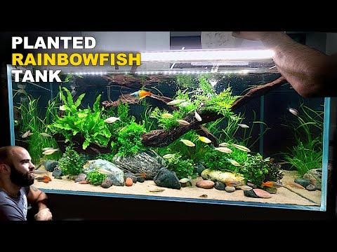 Creating a Stunning Jungle Aquarium for Rainbowfish