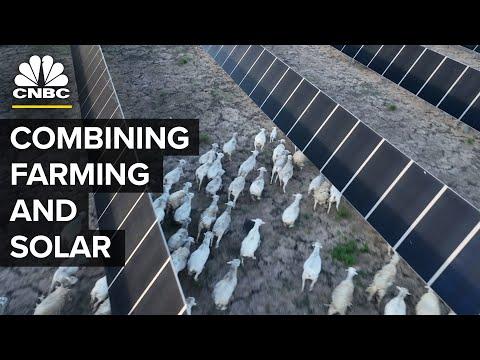 The Future of Solar Farming: Combining Agriculture and Clean Energy 🌞🌱