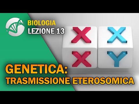 Understanding Genetic Inheritance: The Intricacies of Chromosomes and Traits