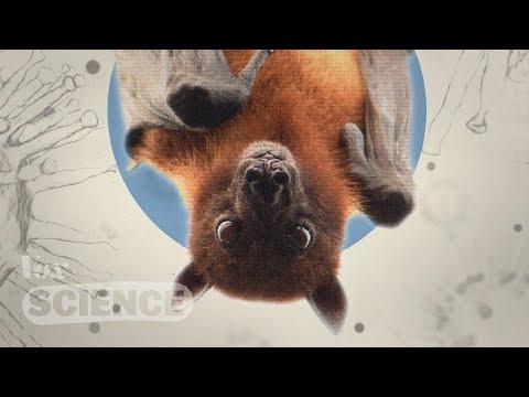 Unlocking the Secrets of Bats: How Their Immune System Can Help Fight Diseases