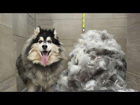 Amazing Husky Dog Grooming Transformation: A 6 Hour Makeover Journey 🐕