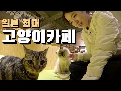 일본 최고급 고양이카페 체험기