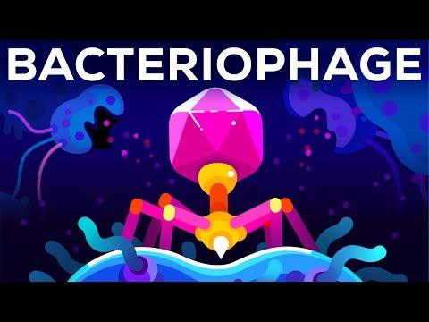 The Power of Bacteriophages: Nature's Antibiotic