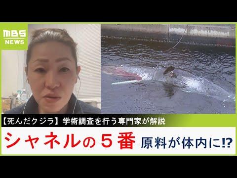 死んだクジラの学術調査：驚くべき発見と安全対策についての詳細