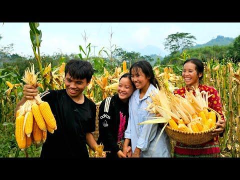 Harvesting Golden Corn: A Family's Joyful Tradition
