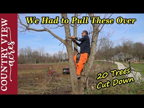Expert Tips for Cutting Down Trees Safely and Efficiently
