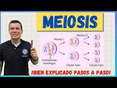 Todo lo que necesitas saber sobre la meiosis: Guía completa