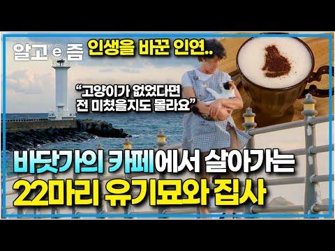 고양이 카페에서의 감동적인 이야기