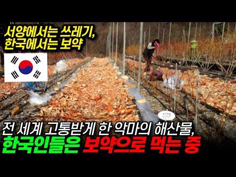 한국의 꽃게와 키토산: 혁신적인 발견과 건강에 대한 영향