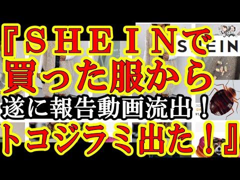 【SHEINの服からトコジラミ出たぁ！】クリスマス商戦時期に何やってんだ！