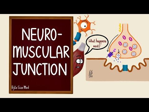 Understanding the Neuromuscular Junction: Key Points and FAQs
