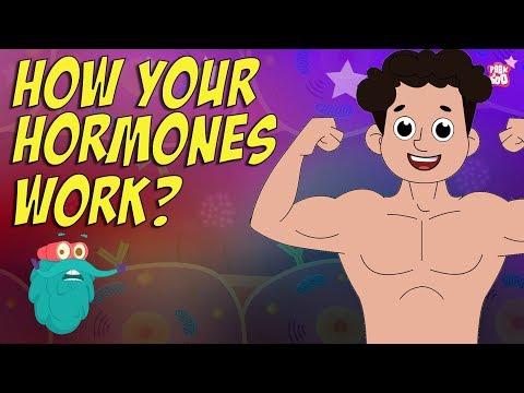 Understanding Hormones: The Body's Chemical Messengers