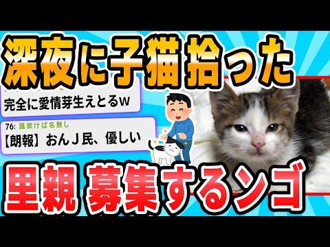 深夜に子猫を保護！驚くべき成長記録