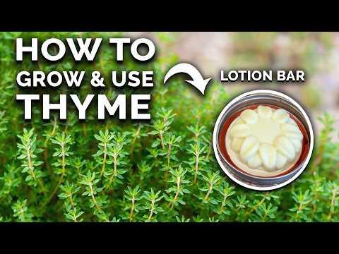 The Ultimate Guide to Growing and Using Thyme
