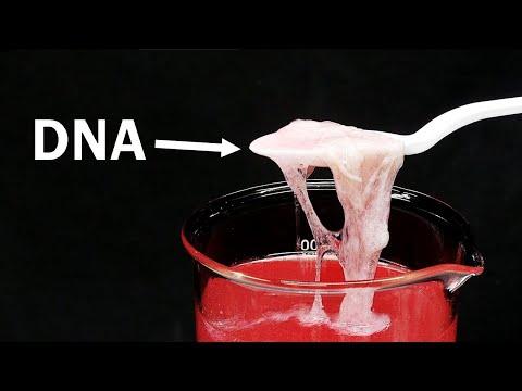 Unraveling the Mystery of DNA Extraction: A Step-by-Step Guide
