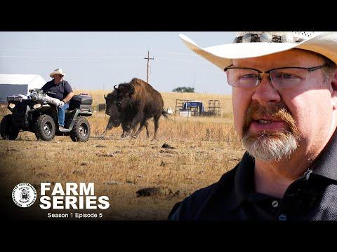 Unveiling the Buffalo Farming Journey at Memphis Bison Ranch