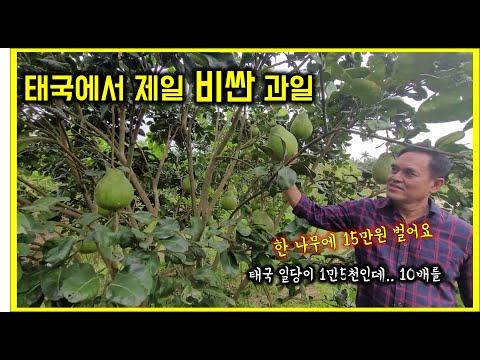 태국에서 제일 비싼 과일 포멜로 소개