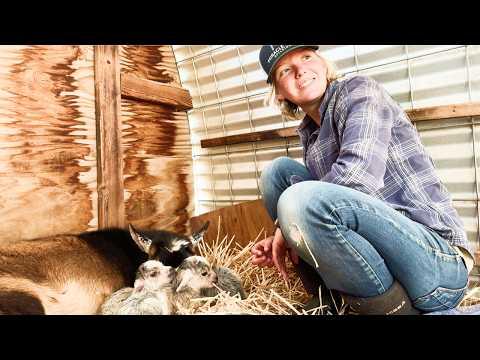 Rushing to Finish the Fence: A Homestead's Journey with Early Baby Goat Arrivals