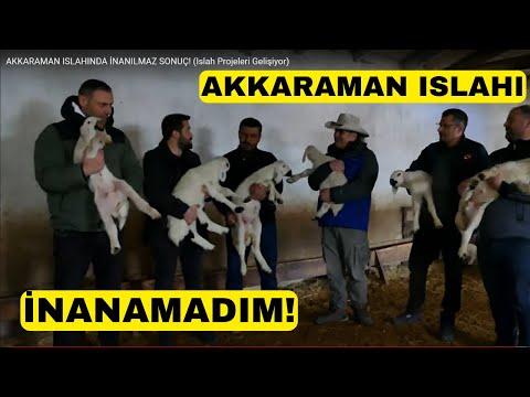 Revolutionizing Akkaraman Sheep Breeding: A Success Story