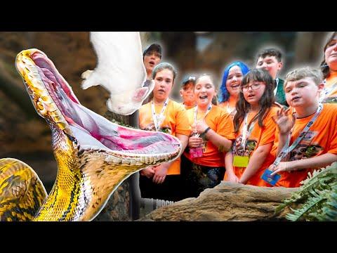Exciting Snake Feeding Experience for Kids at the Reptile Zoo