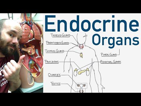 Understanding the Endocrine System: Key Glands and Hormones