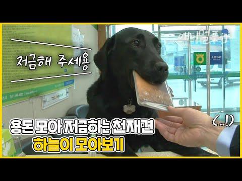 Meet Haneul: The Talented Money-Saving Dog