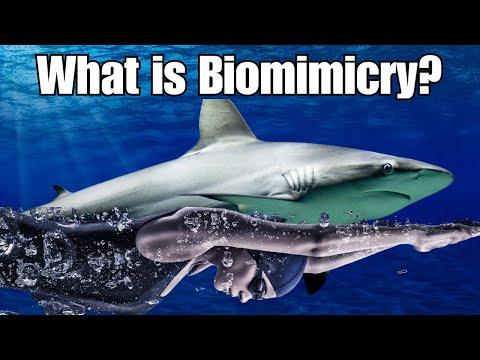 Revolutionary Biomimicry: Nature's Solutions to Engineering Challenges