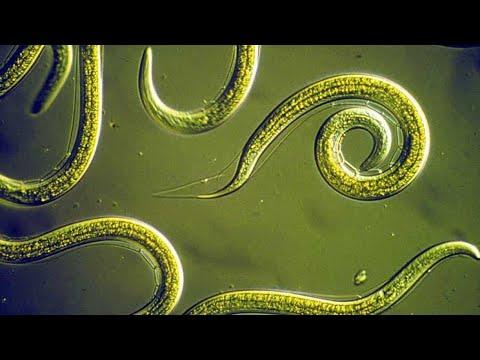 Unveiling the Wonders of Nematodes: A Comprehensive Guide