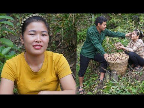 Discover the Health Benefits of Ginger: A Day in the Life of a Ginger Farmer