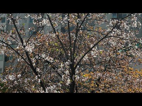 윤석열과 한동훈, 양정철과 신평: 정치적 이야기