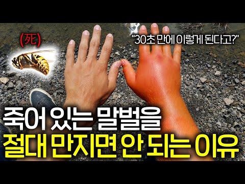 말벌에 대한 흥미로운 사실과 주의사항