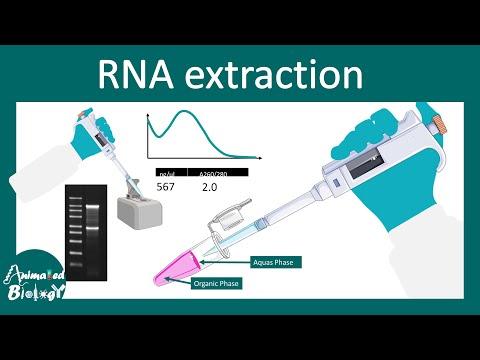 Mastering RNA Extraction: A Step-by-Step Guide for Successful Sequencing and PCR