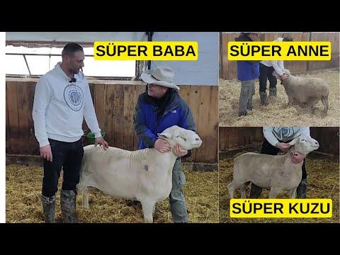 Unveiling the Secrets of the Highly Valued Damızlık Sheep Breed