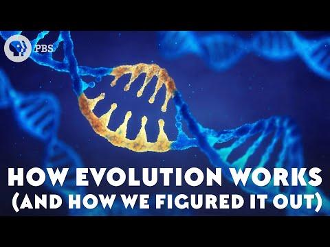 Unraveling the Evolutionary Journey: From Darwin to Modern Genetics