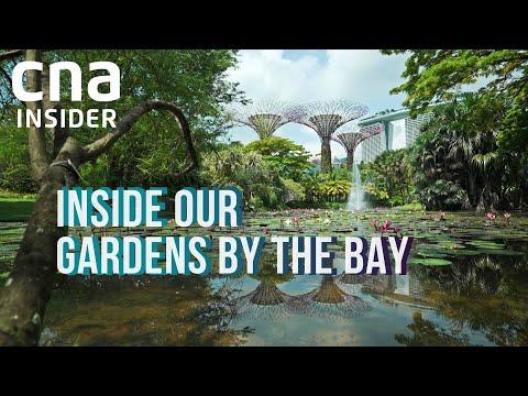 Maintaining the Beauty of Gardens By The Bay: A Comprehensive Guide