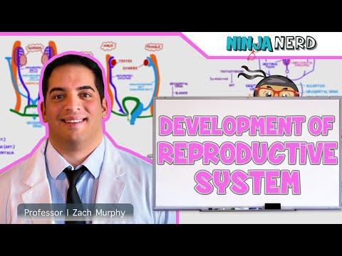 Embryonic Development of the Reproductive System: A Comprehensive Guide