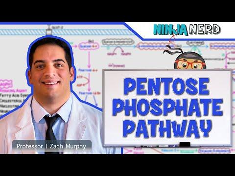 Unraveling the Intricacies of the Pentose Phosphate Pathway: A Key to Cellular Function