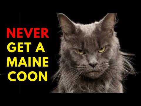 The Ultimate Guide to Maine Coon Cats: What You Need to Know Before Getting One