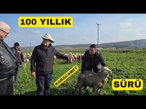 Exploring the Rich History of Karacabey Merino Sheep