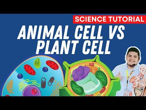 Understanding the Differences Between Plant and Animal Cells