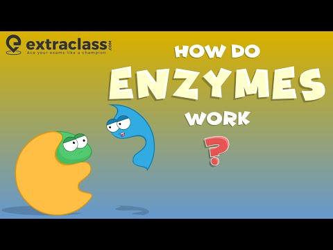 The Role of Enzymes in Biochemical Reactions