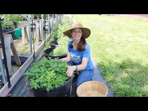 Preserving the Best Flavor and Nutrients of Homegrown Herbs with Freeze Drying