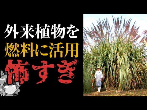 日本のエネルギー自給率と外来種問題に関する最新情報