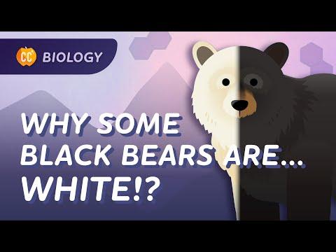 Understanding Genetic Diversity: From Black Bears to Cats and Beyond